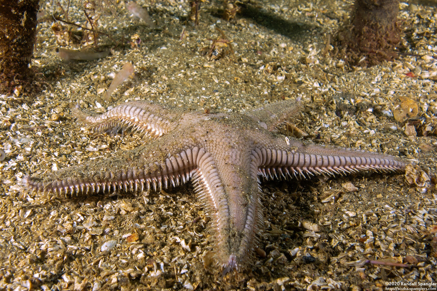 Astropecten armatus (Spiny Sand Star)