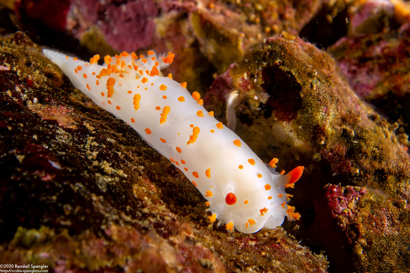 Triopha catalinae (Catalina Triopha)