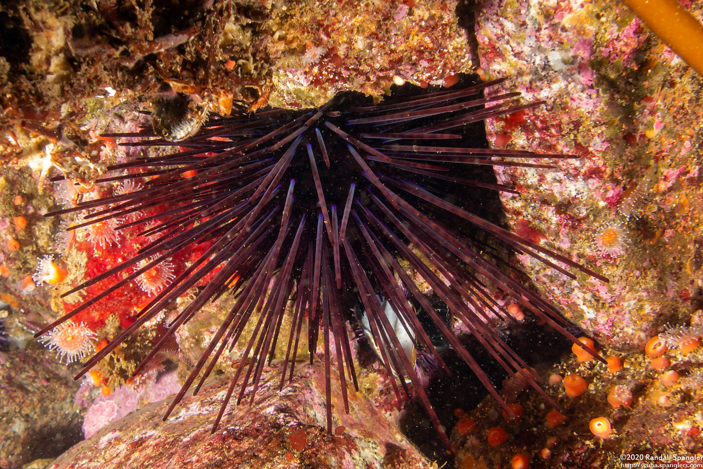 Centrostephanus coronatus (Crowned Urchin)