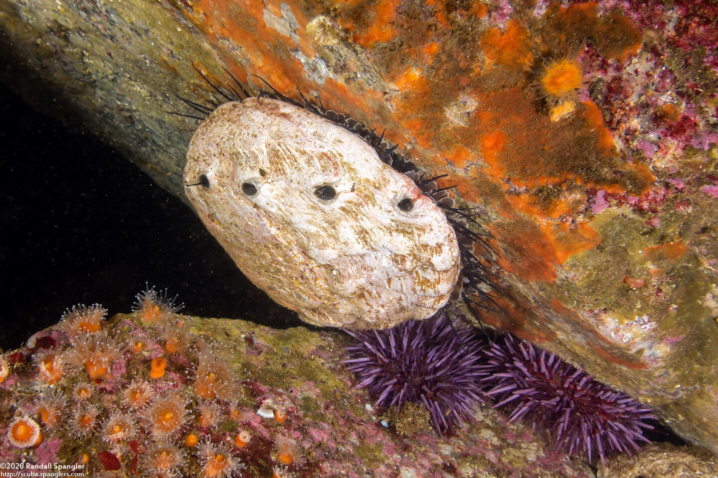 Haliotis rufescens (Red Abalone)