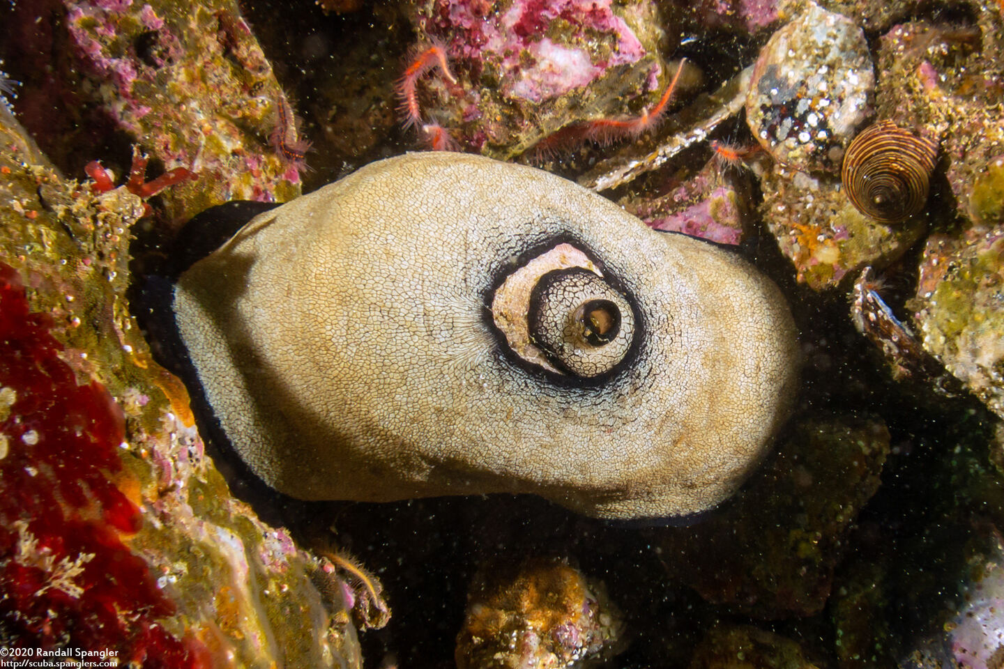 Megathura crenulata (Giant Keyhole Limpet)