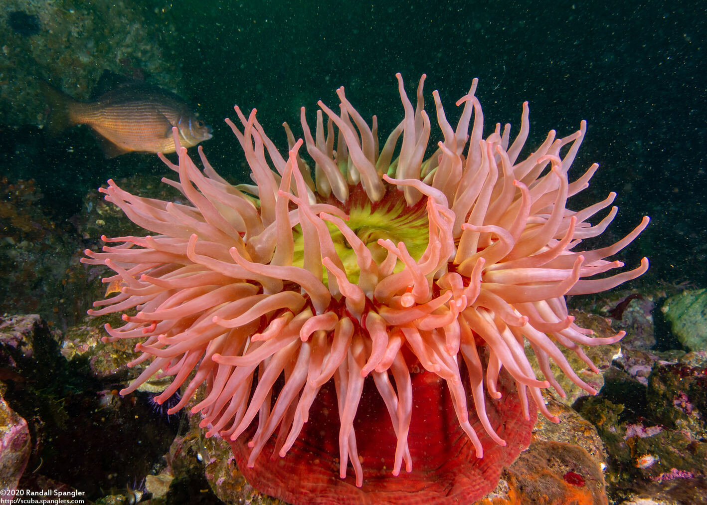 Urticina piscivora (Fish-Eating Urticina)