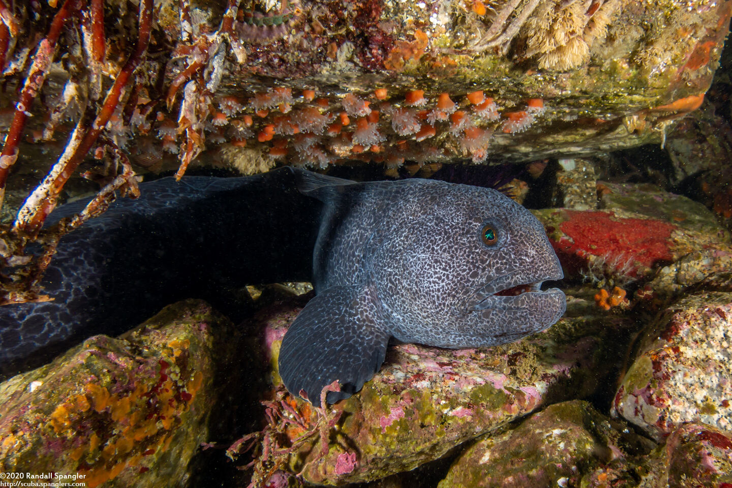 Anarrhichthys ocellatus (Wolf-Eel)