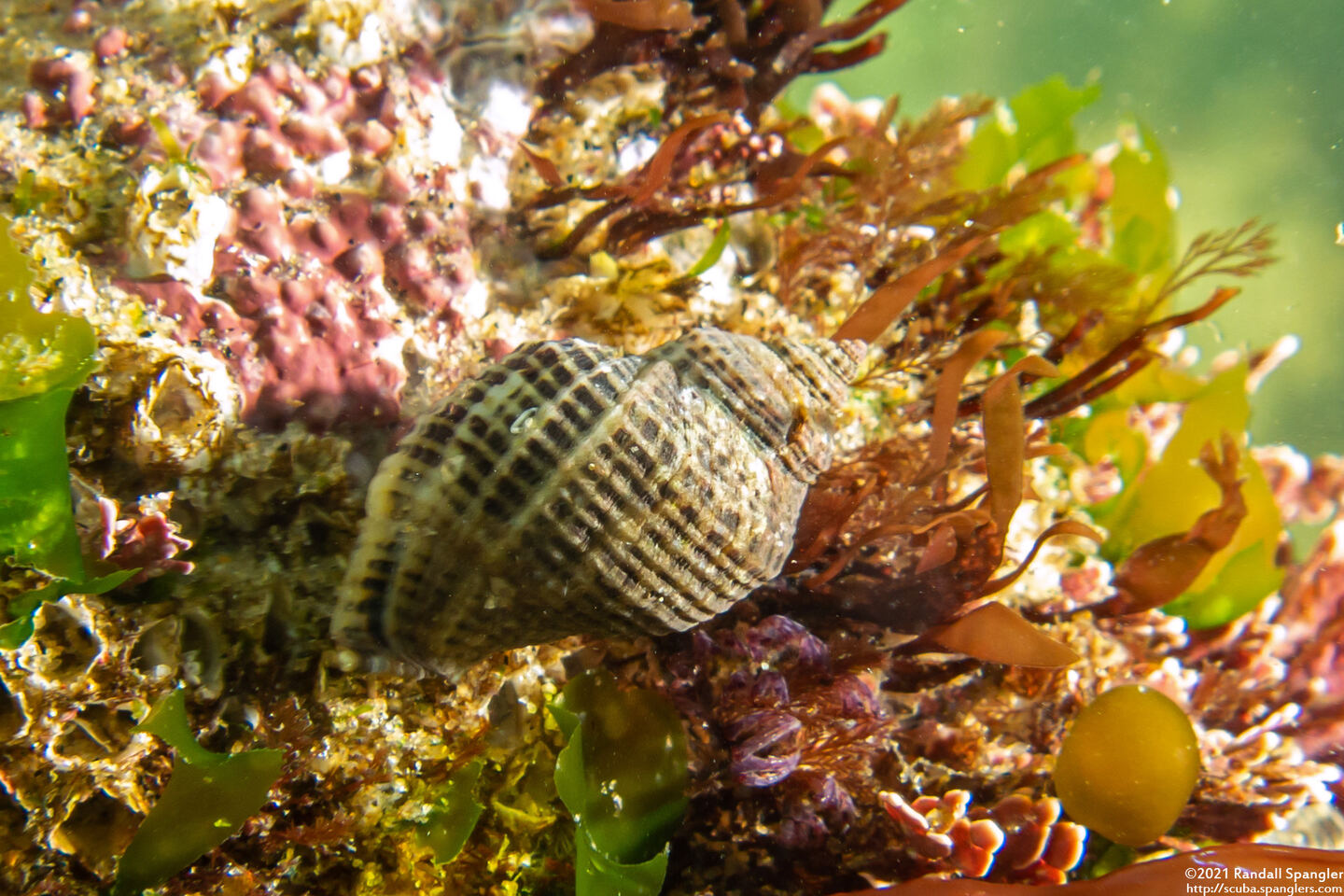 Acanthinucella spirata (Angled Unicorn)