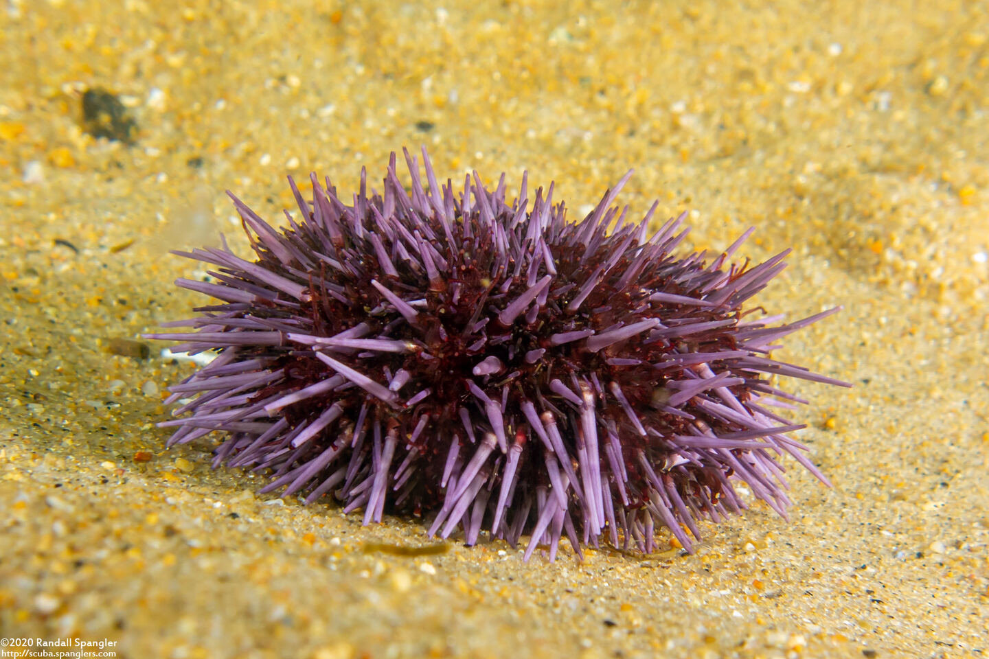 Strongylocentrotus purpuratus (Purple Sea Urchin)
