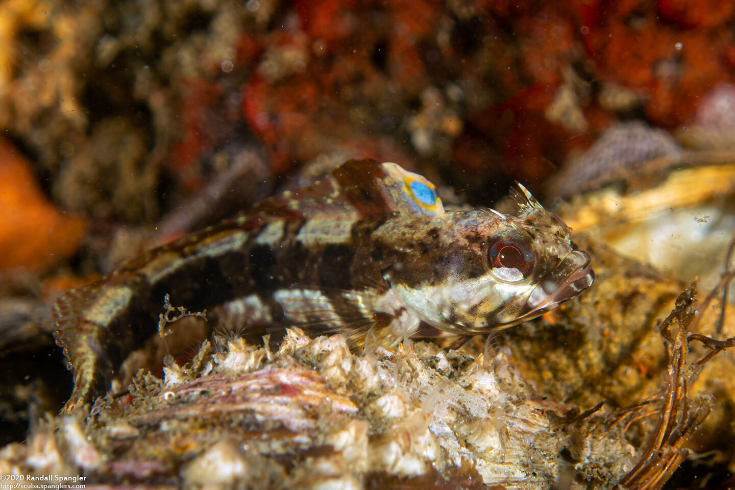 Neoclinus blanchardi (Sarcastic Fringehead)