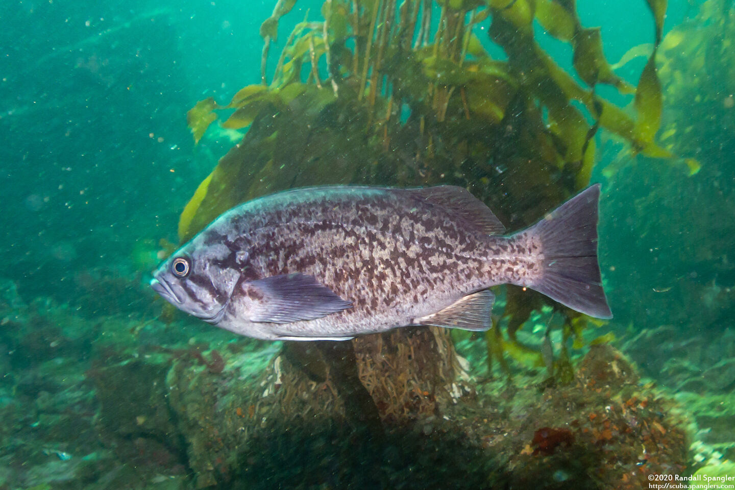Sebastes mystinus (Blue Rockfish)