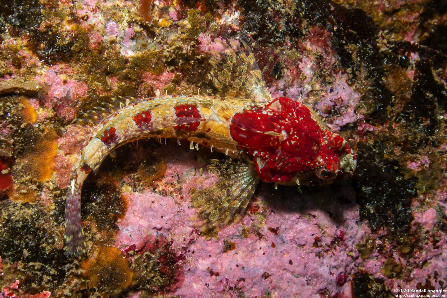 Artedius corallinus (Coralline Sculpin)