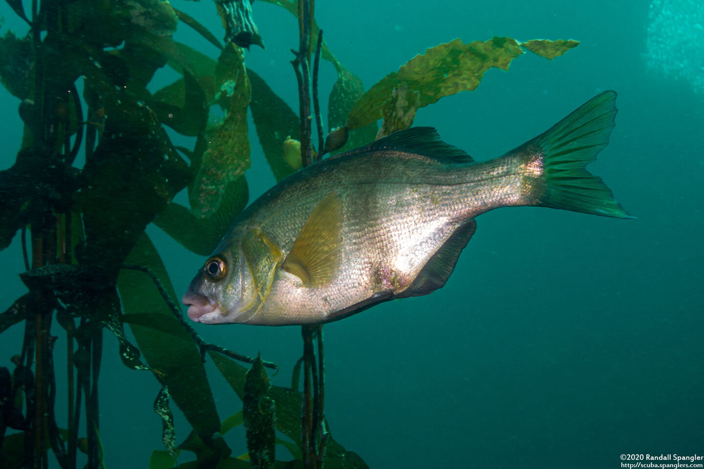 Rhacochilus toxotes (Rubberlip Seaperch)