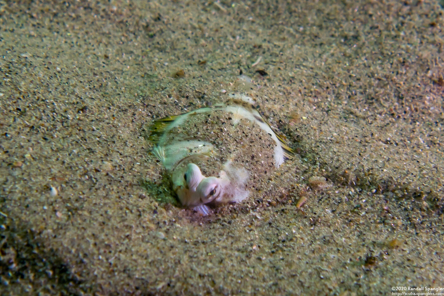 Pleuronichthys coenosus (C-O Sole)