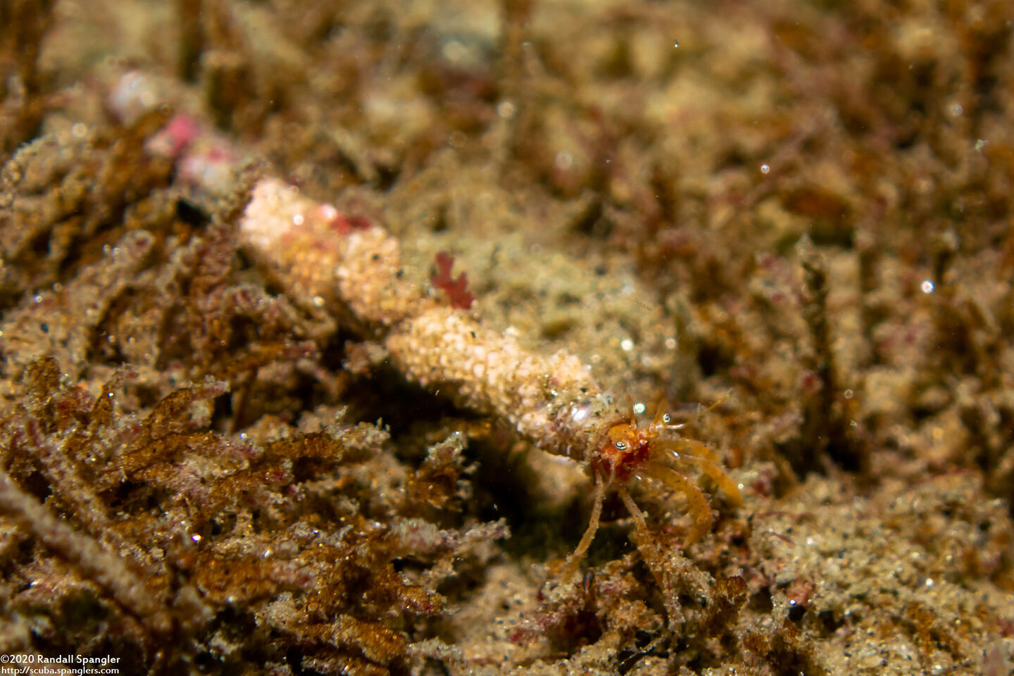 Orthopagurus minimus (Toothshell Hermit Crab)