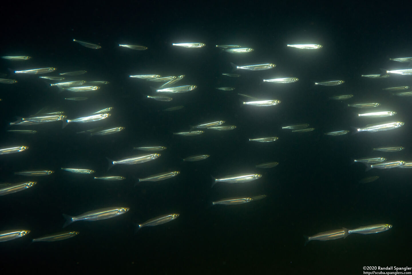 Atherinops affinis (Topsmelt)