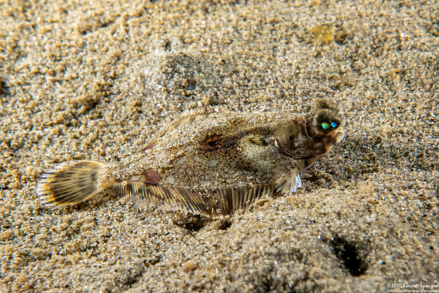 Pleuronichthys coenosus (C-O Sole)