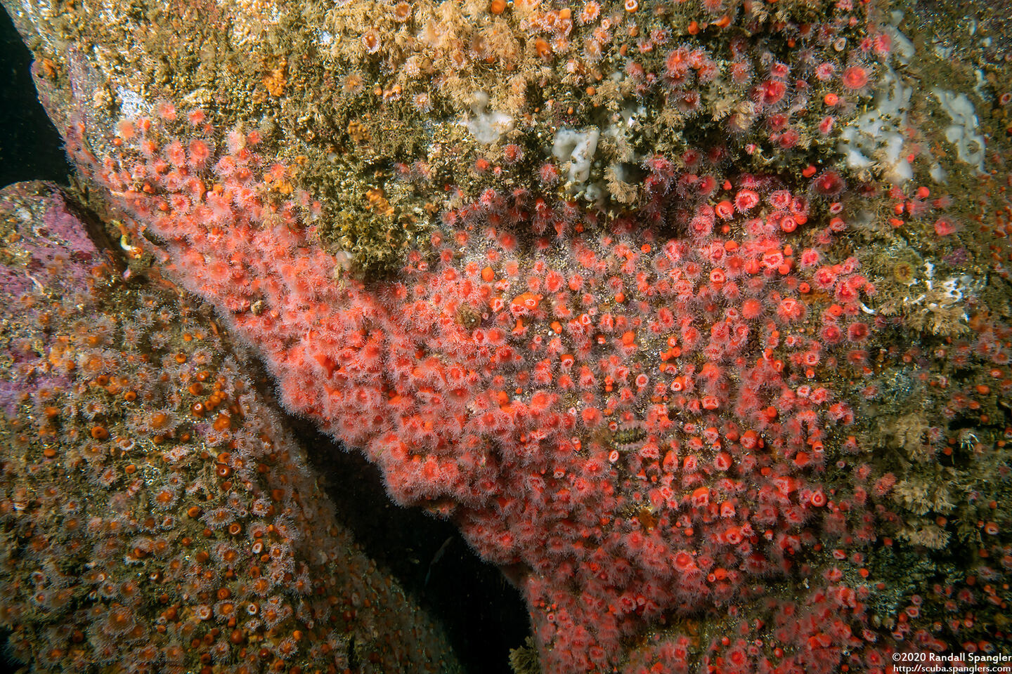 Corynactis californica (Club-Tipped Anemone)