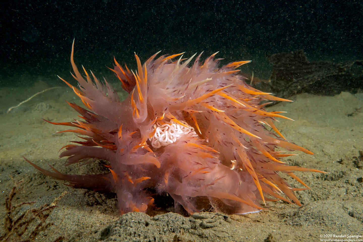 Dendronotus iris (Rainbow Dendronotus); Mating and laying eggs