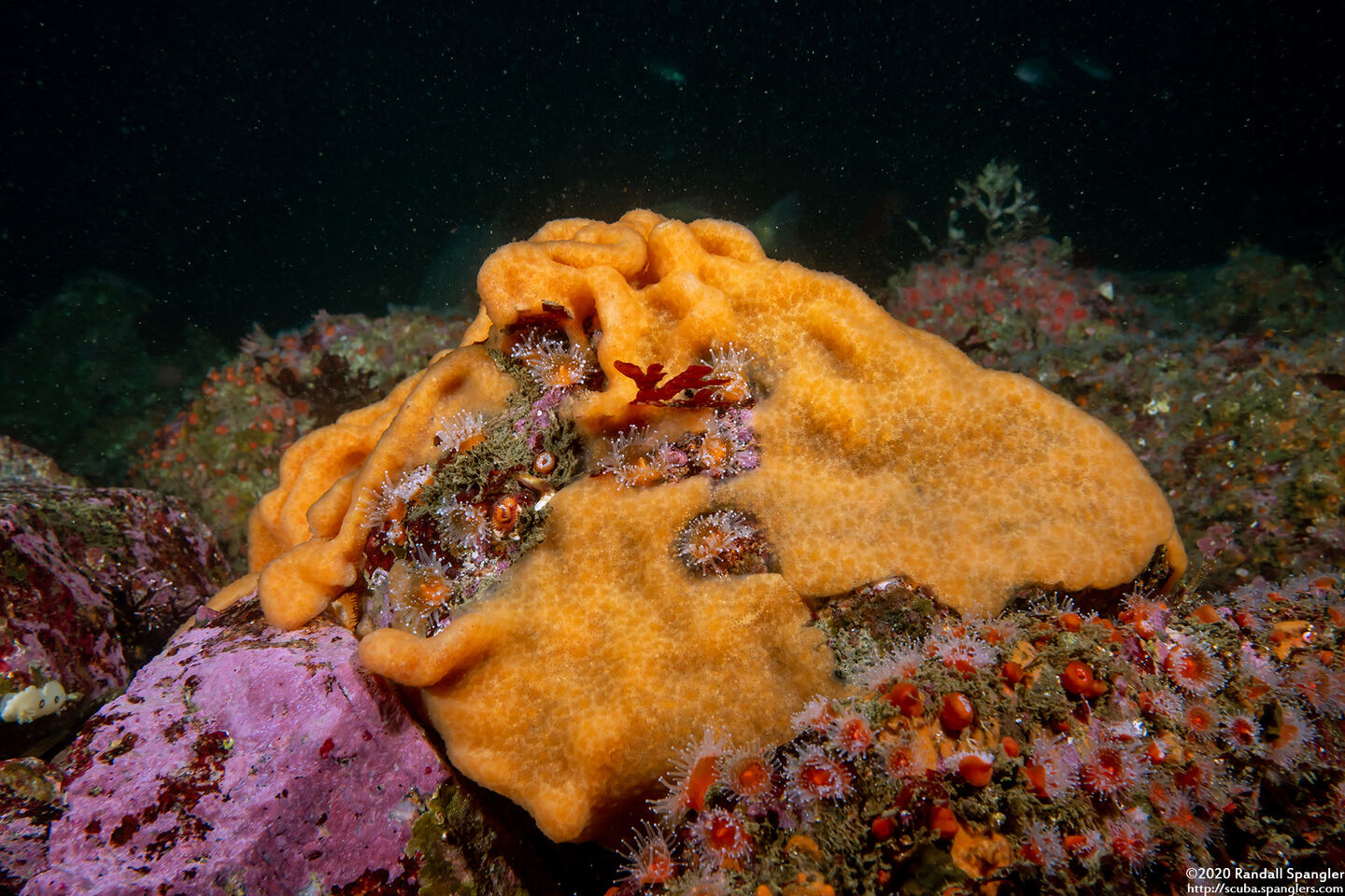 Aplidium californicum (Sea Pork)