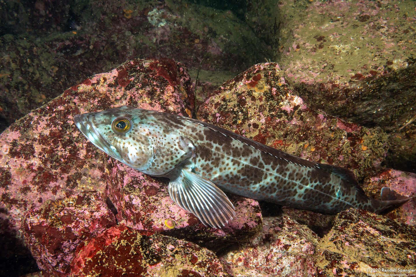 Ophiodon elongatus (Lingcod)