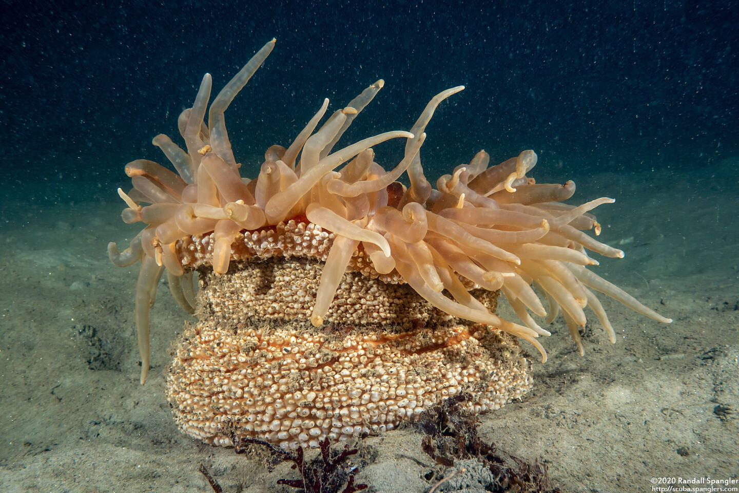 Urticina columbiana (Sand-Rose Anemone)