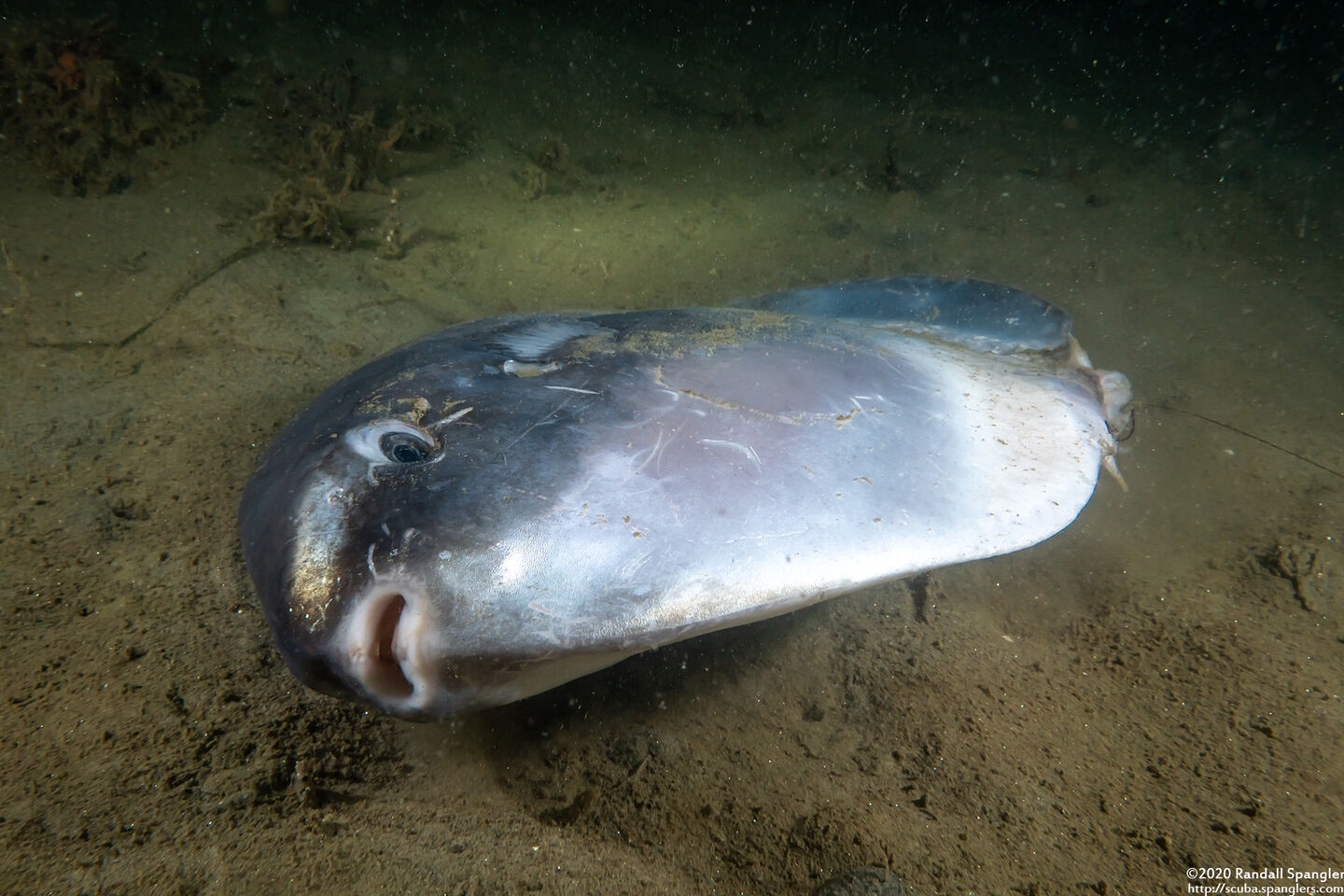Mola mola (Ocean Sunfish)