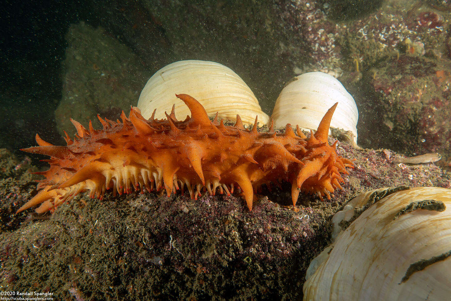 Parastichopus californicus (California Sea Cucumber)