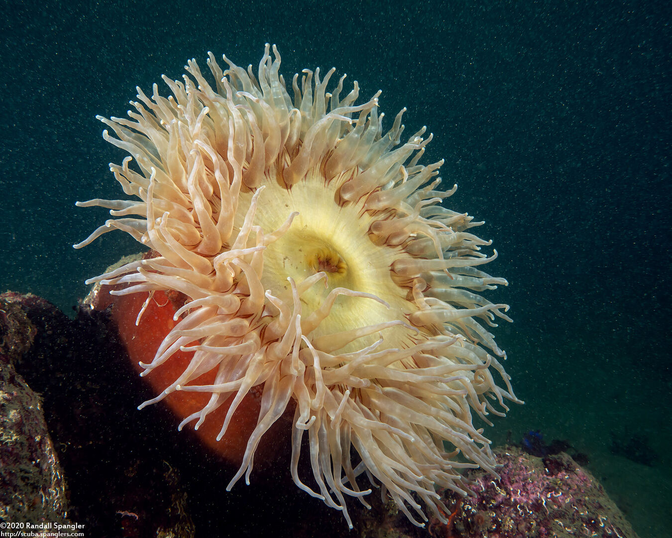 Urticina piscivora (Fish-Eating Urticina)