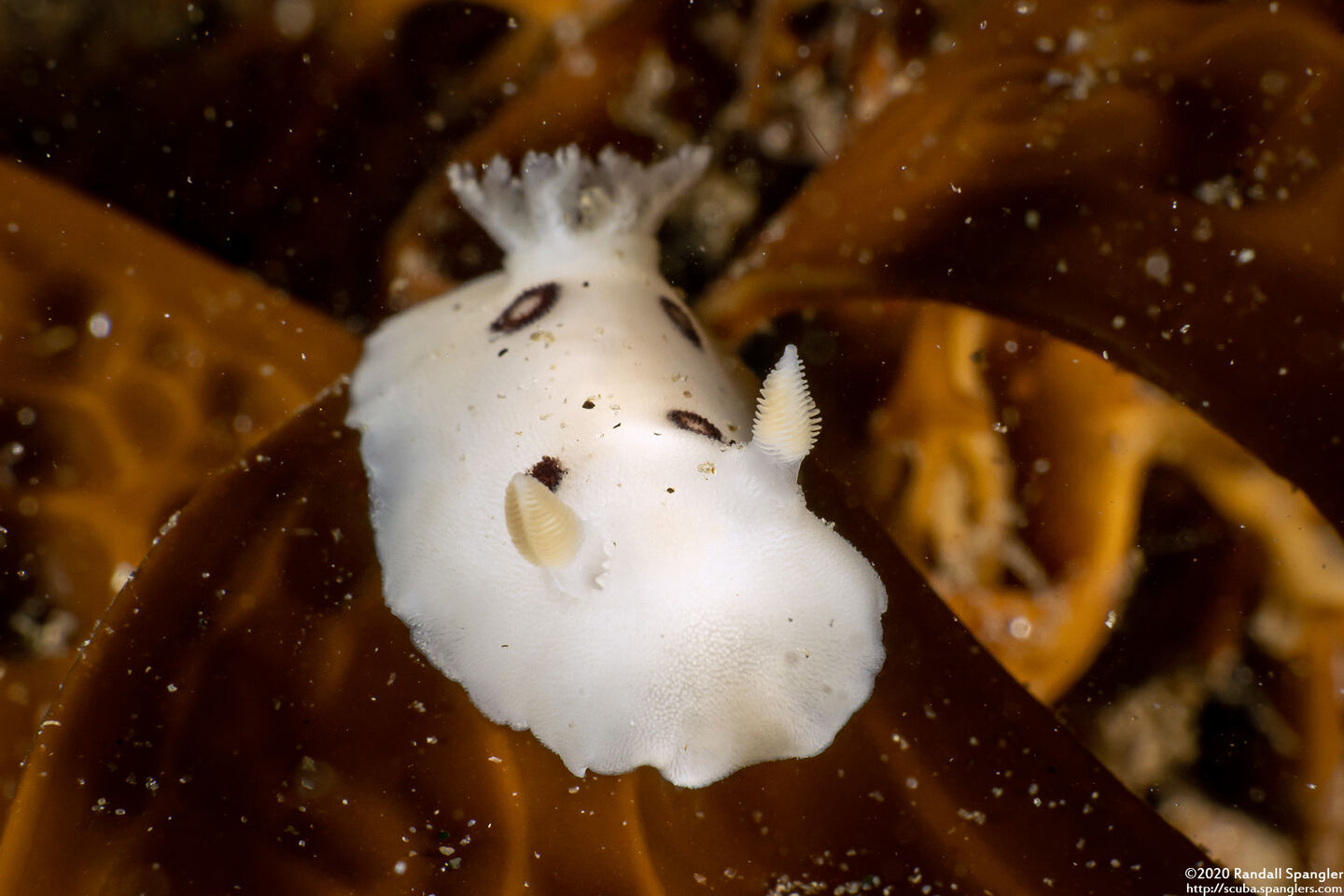 Diaulula sandiegensis (San Diego Dorid)