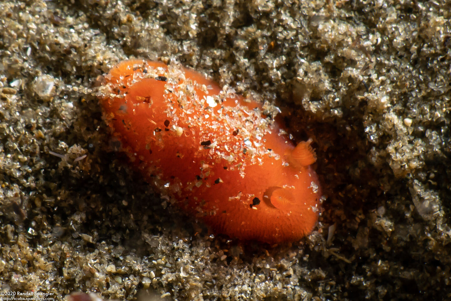 Rostanga pulchra (Red Sponge Dorid)