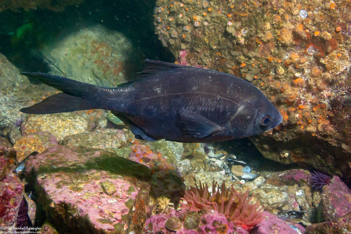 Rhacochilus vacca (Pile Perch)