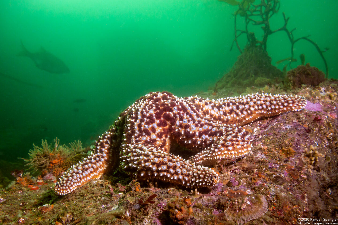 Pisaster giganteus (Giant Spined Star)