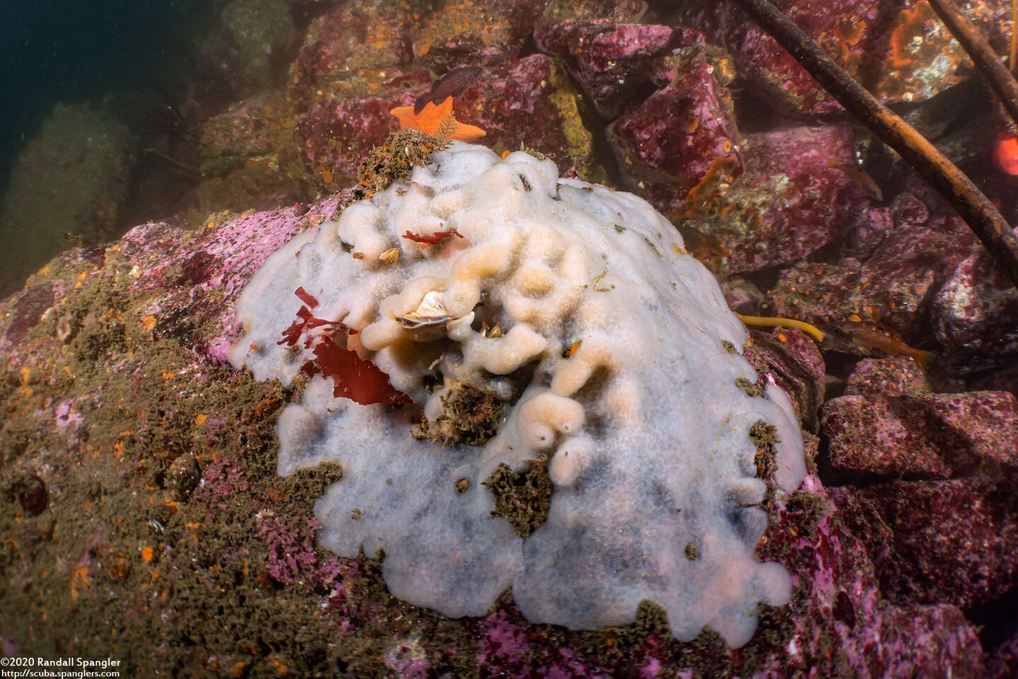 Aplidium californicum (Sea Pork)