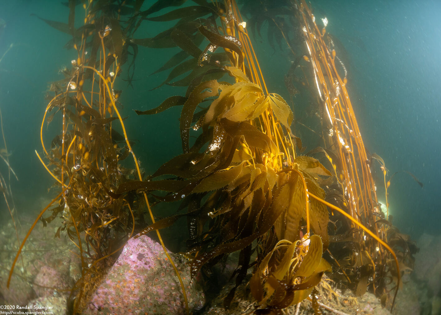 Macrocystis pyrifera (Giant Kelp)