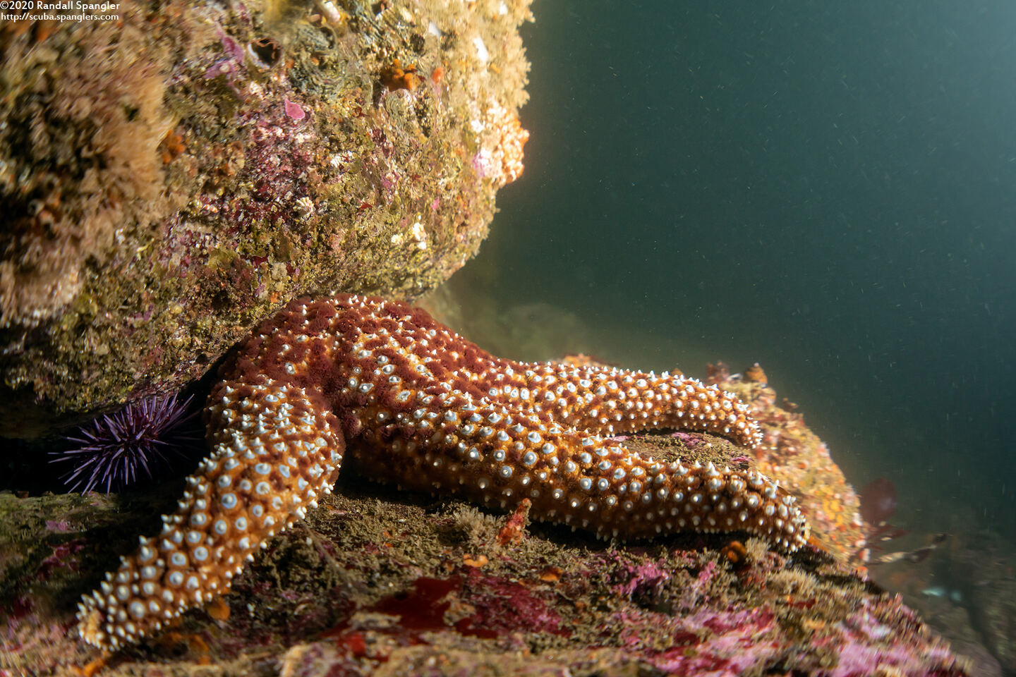 Pisaster giganteus (Giant Spined Star)