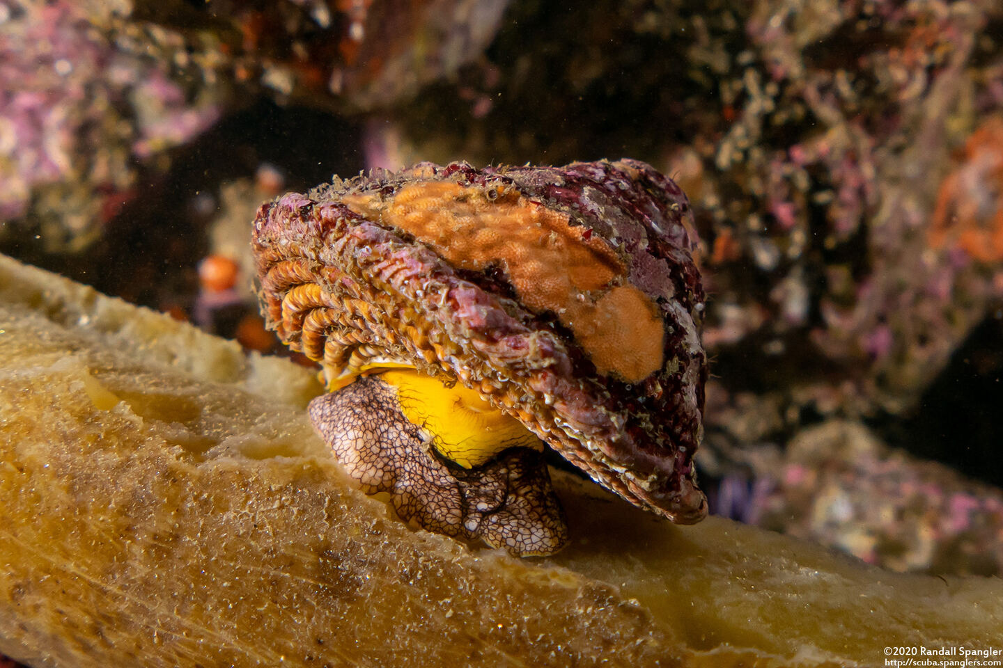 Pomaulax gibberosus (Red Top Snail)