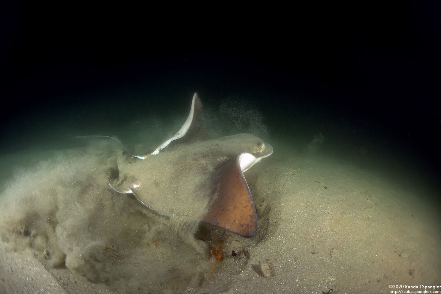 Myliobatis californica (Bat Ray)