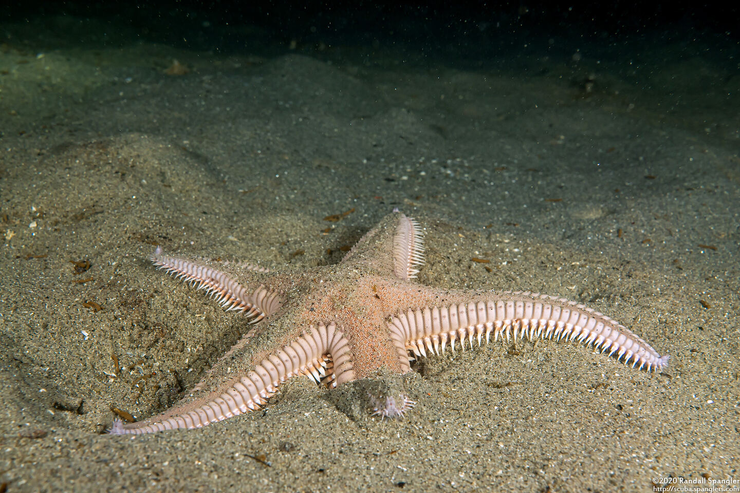Astropecten armatus (Spiny Sand Star)
