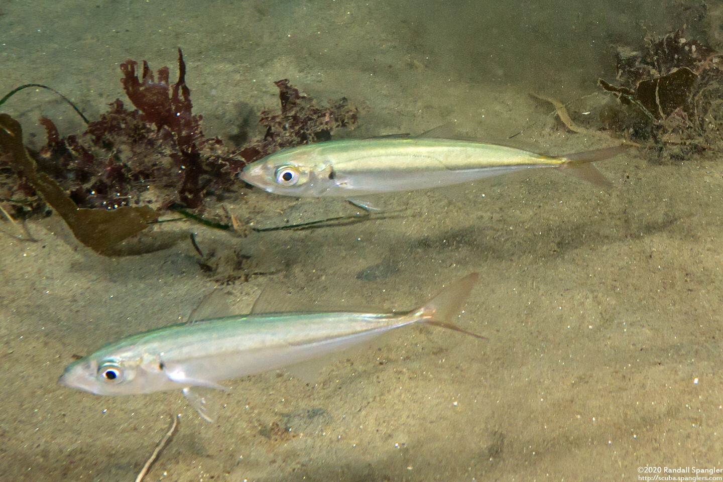 Trachurus symmetricus (Jack Mackerel)
