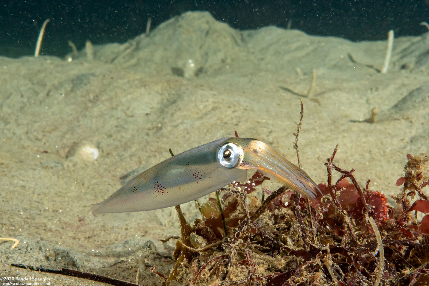 Doryteuthis opalescens (Market Squid)