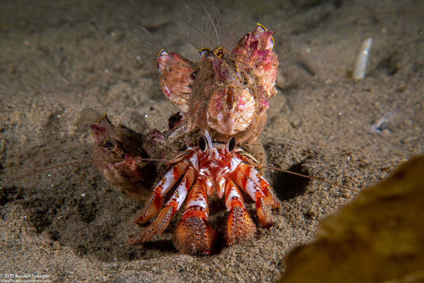 Pagurus armatus (Blackeyed Hermit Crab)