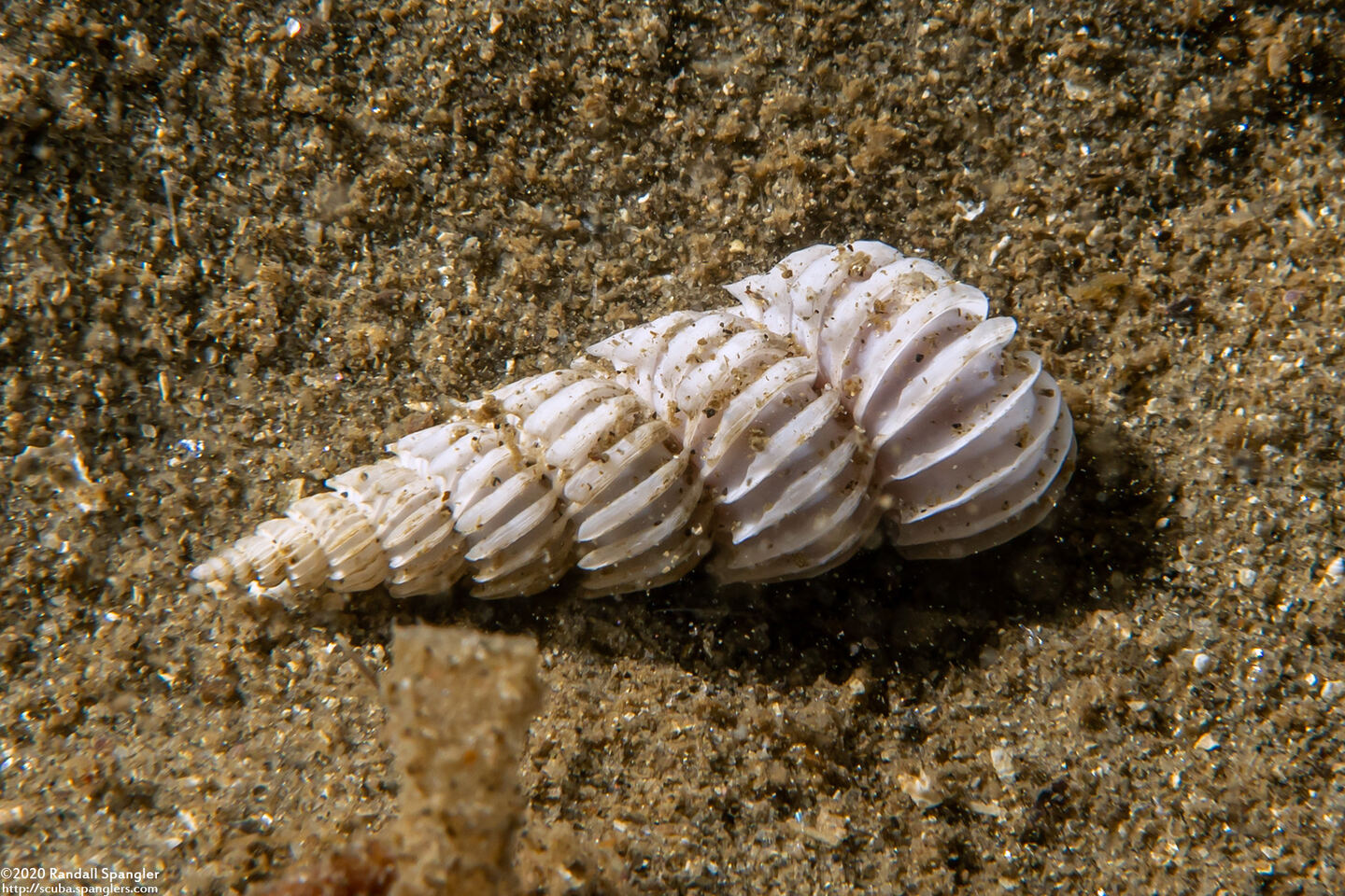 Epitonium indianorum (Money Wentletrap)