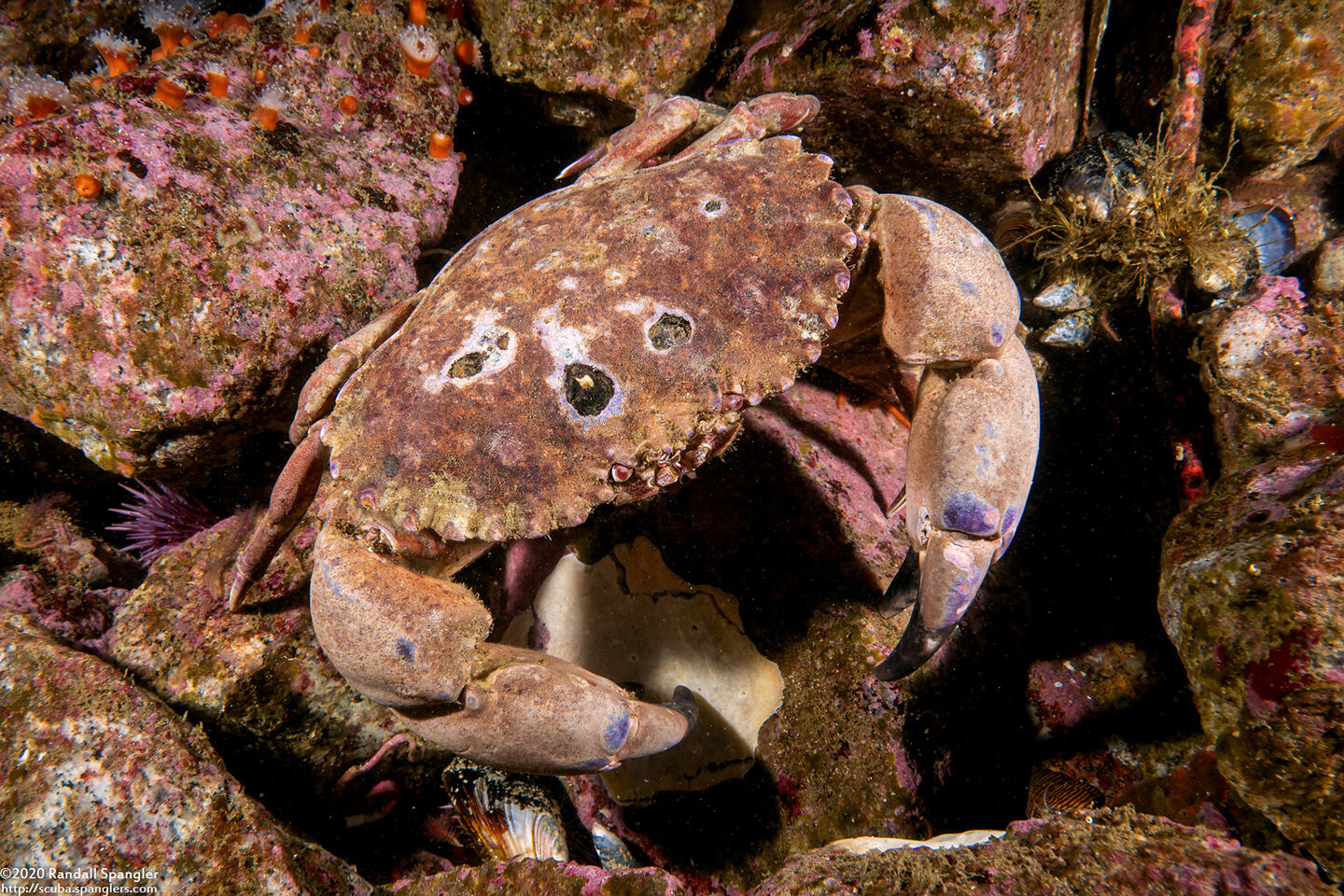 Romaleon antennarium (Pacific Rock Crab)