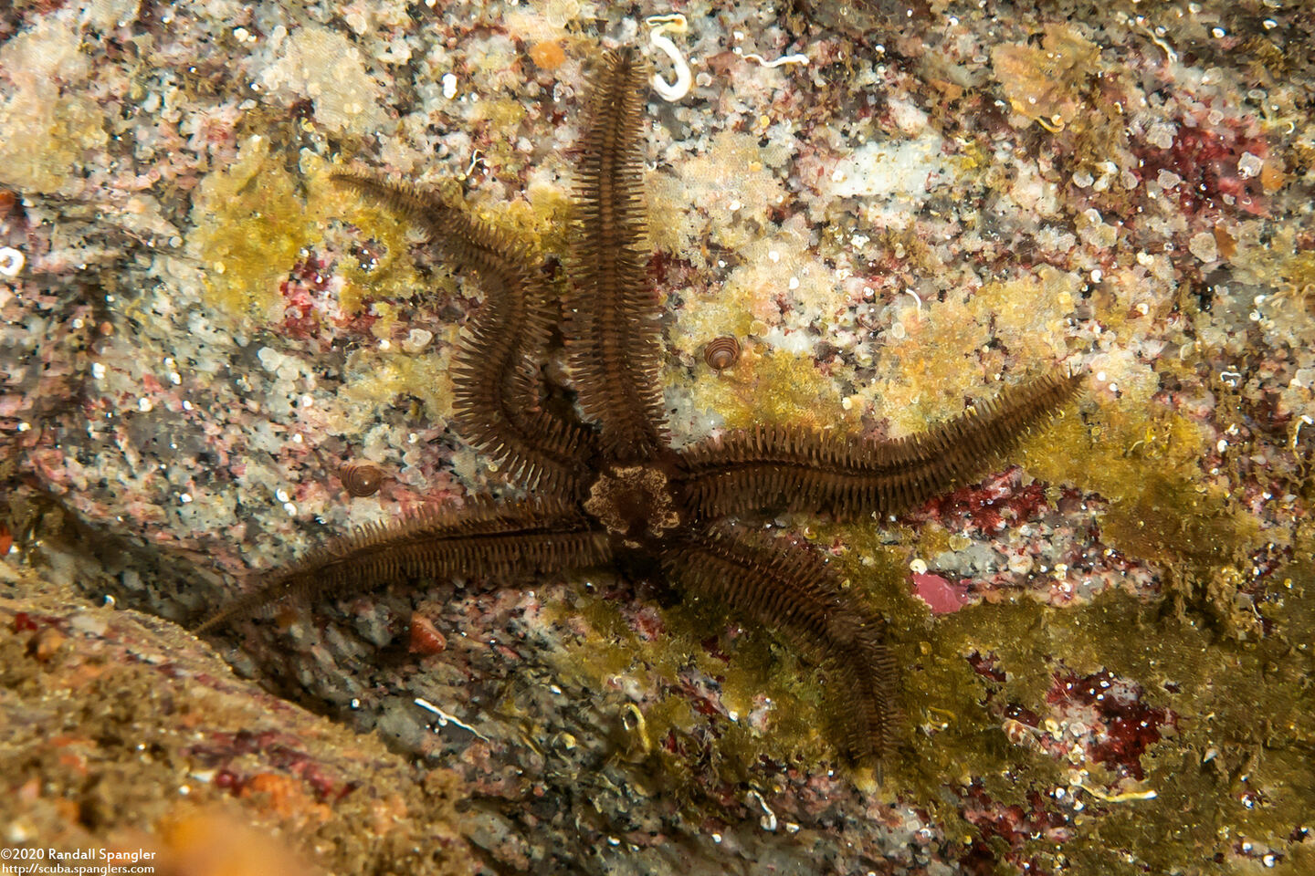 Ophiopteris papillosa (Flat-Spined Brittle Star)