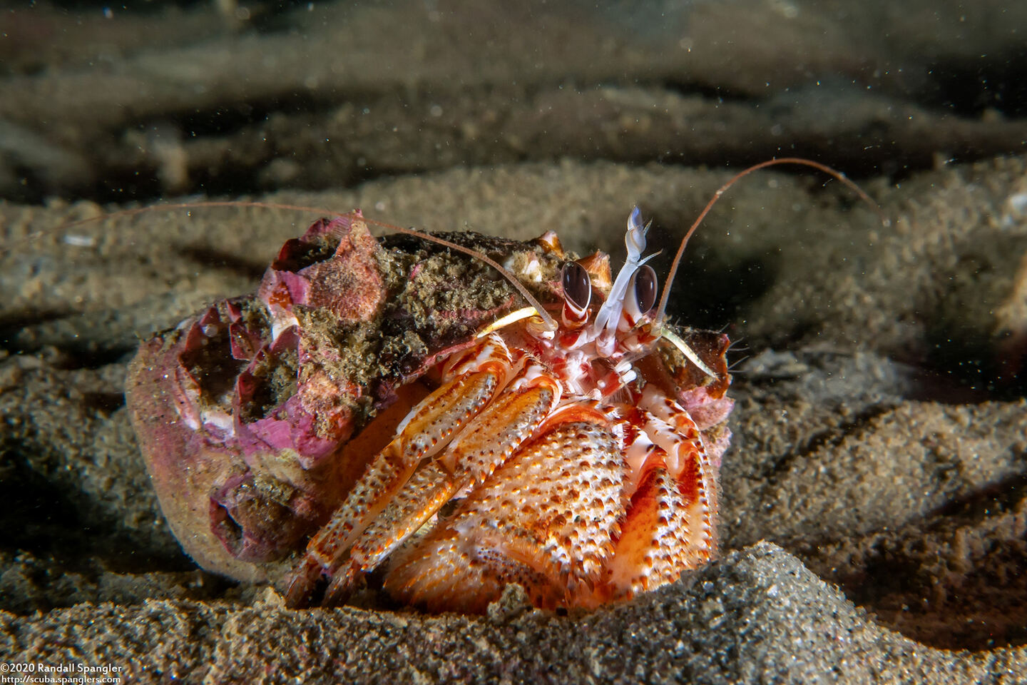 Pagurus armatus (Blackeyed Hermit Crab)
