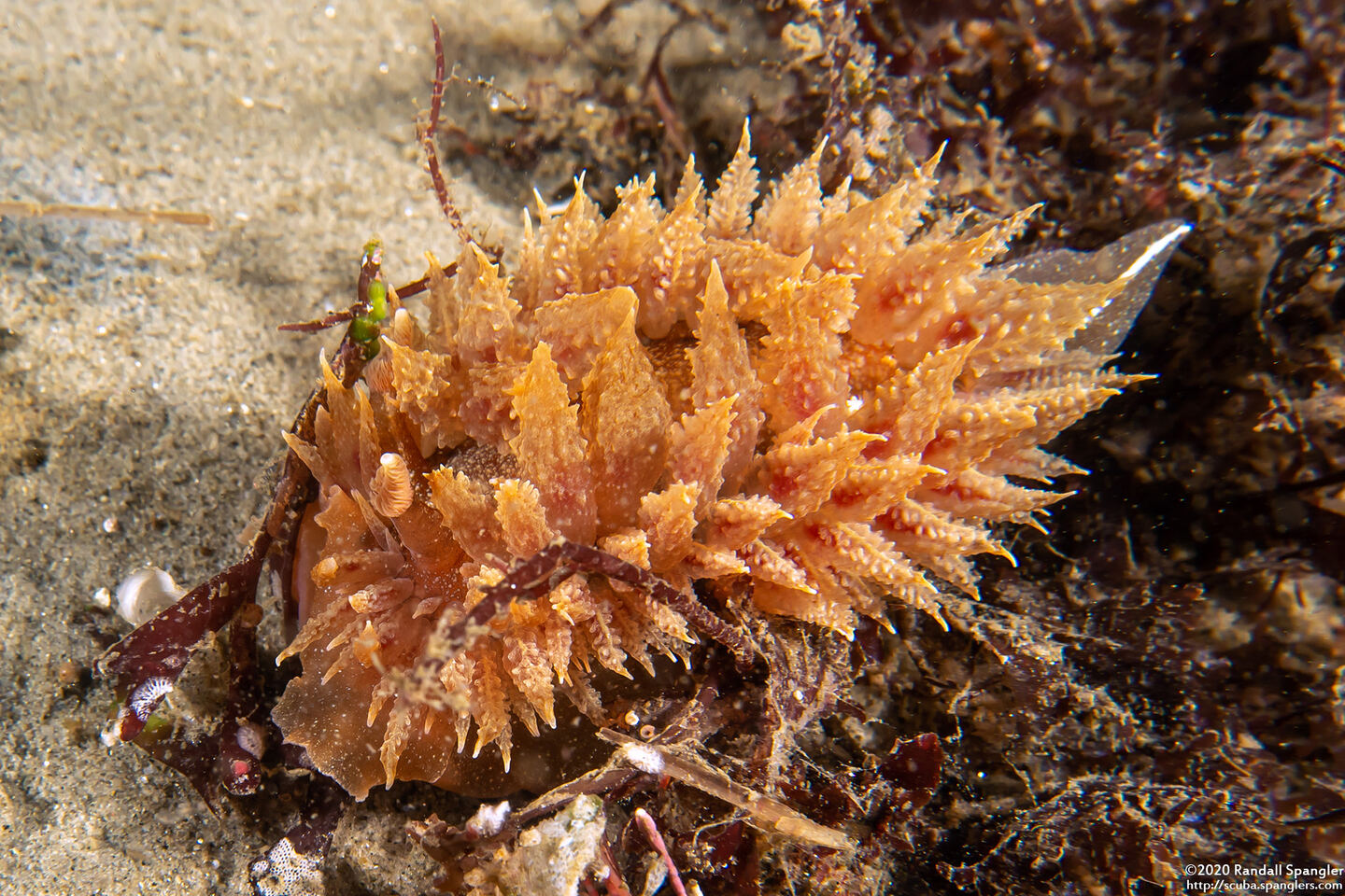 Dirona picta (Colorful Dirona)