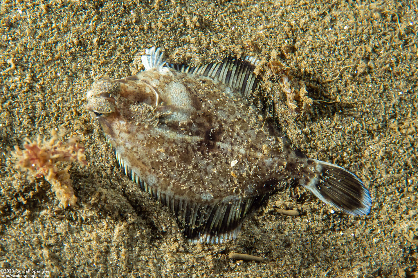 Pleuronichthys coenosus (C-O Sole)