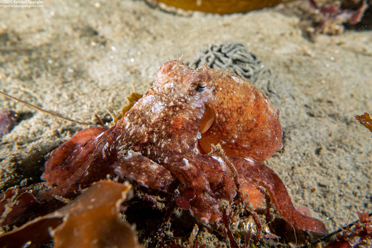 Octopus rubescens (Red Octopus)