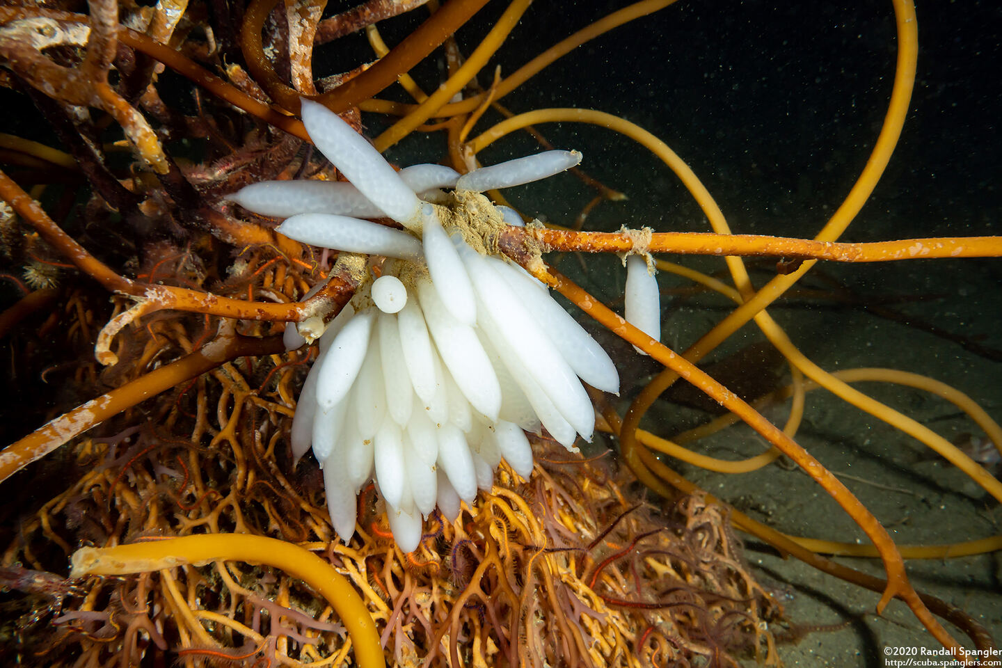 Doryteuthis opalescens (Market Squid)