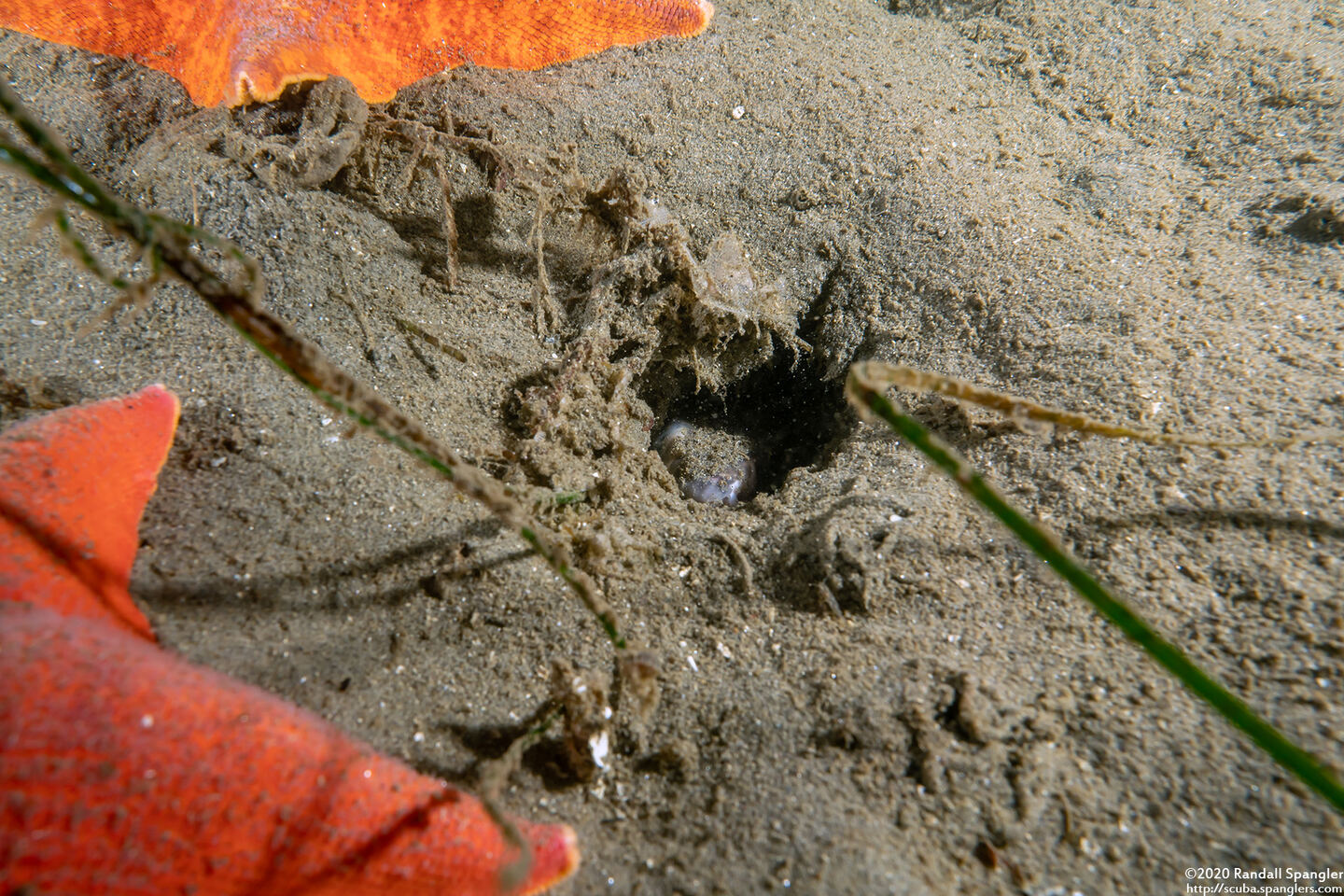 Ophichthus triserialis (Pacific Snake Eel)