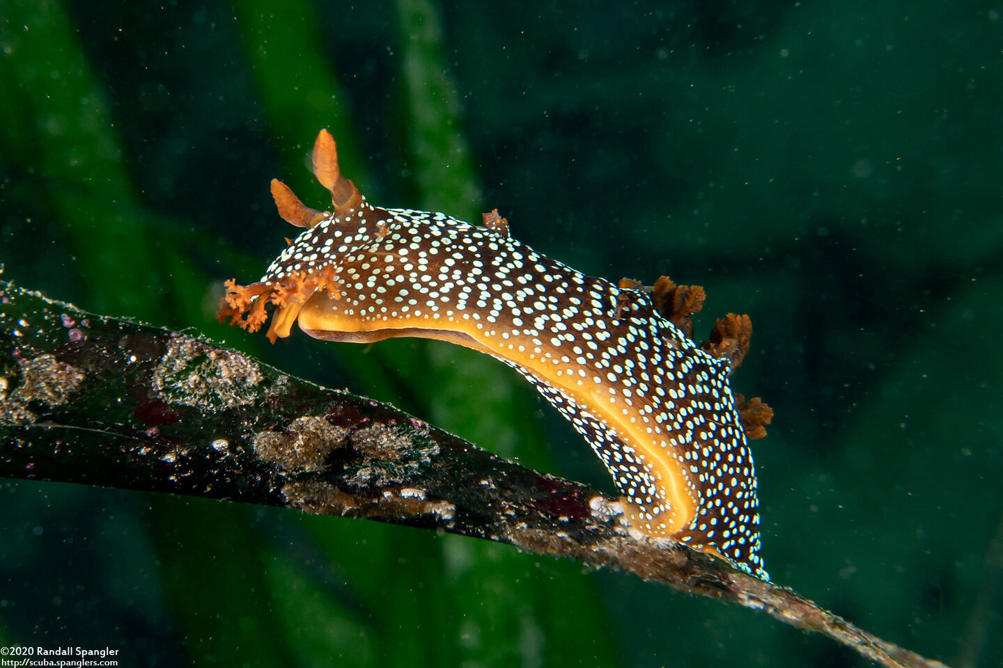 Triopha maculata (Spotted Triopha)