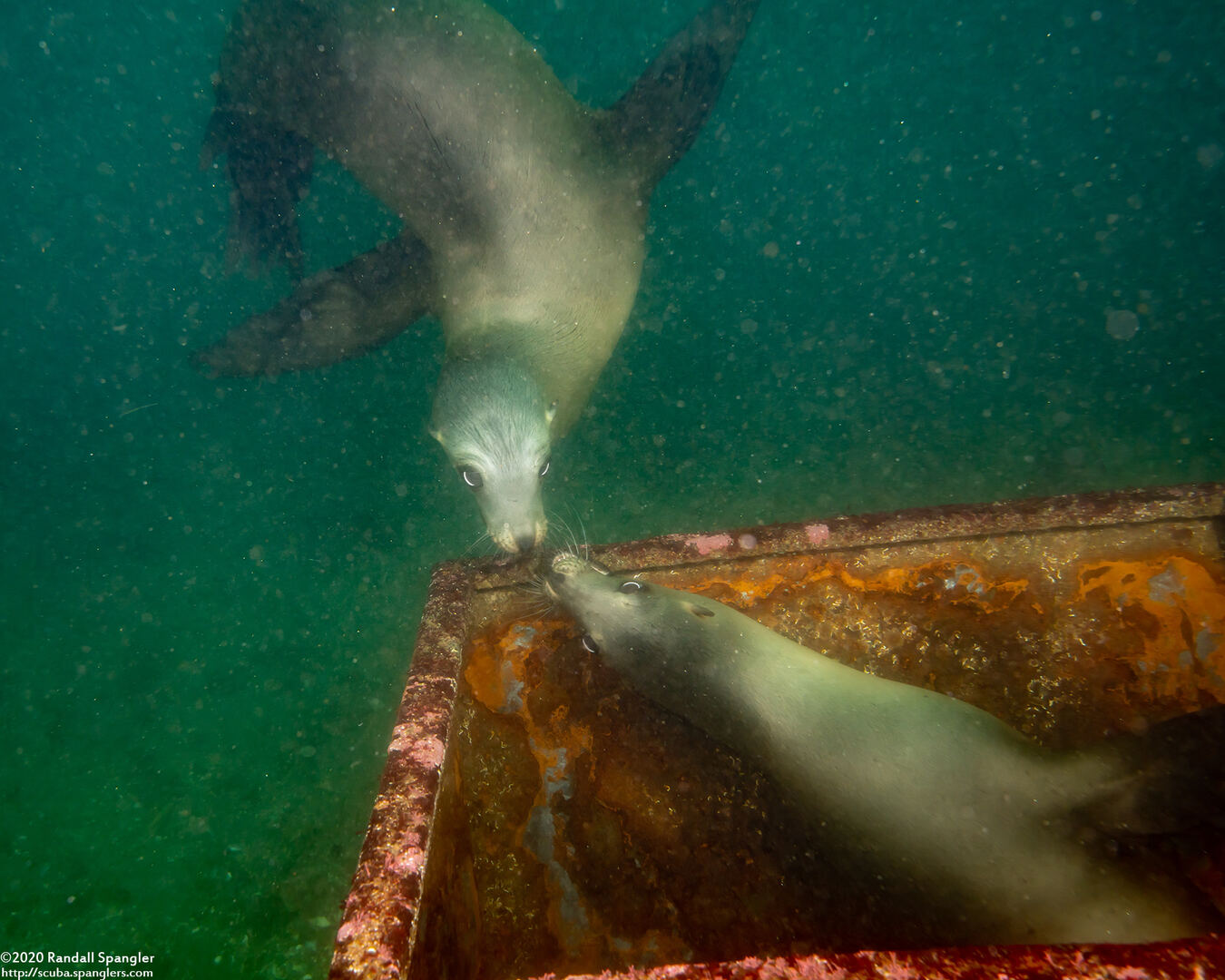 Zalophus californianus (California Sea Lion)
