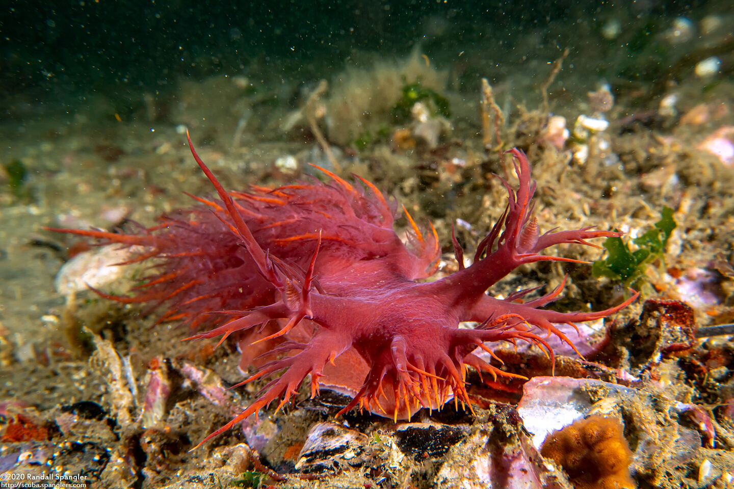 Dendronotus iris (Rainbow Dendronotus)